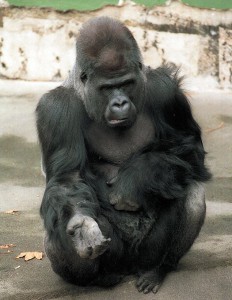 gorila.jpg